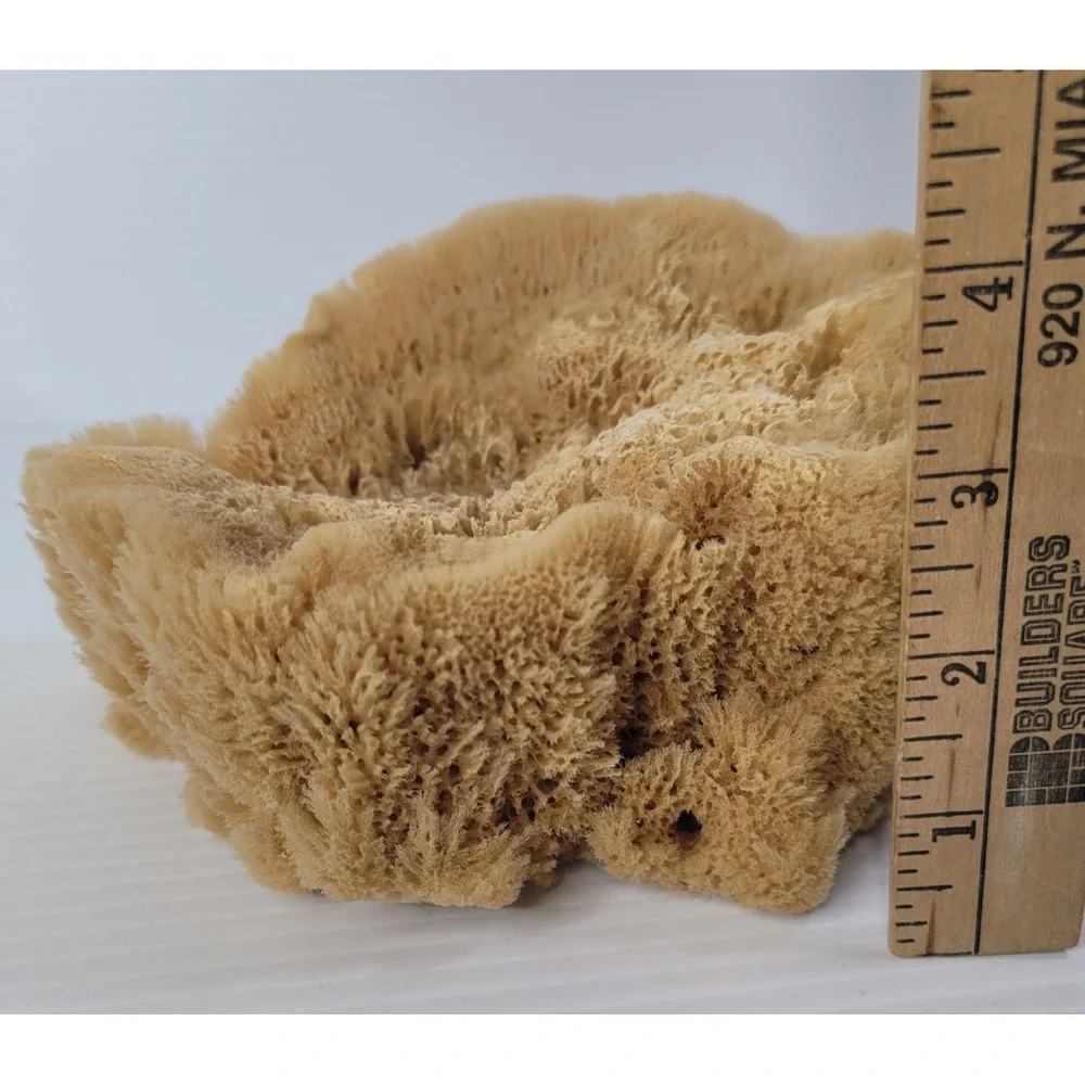 2 Natural Sea‎ Sponges Vase Cap Ocean Nautical Beach House Decor 7